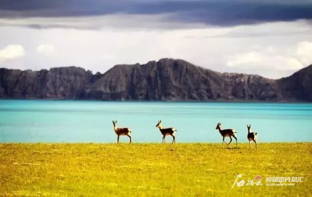 阿爾金山國家級自然保護(hù)區(qū)美景。保護(hù)區(qū)提供